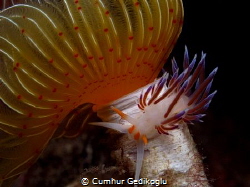 Protula tubularia with Cratena peregrina by Cumhur Gedikoglu 